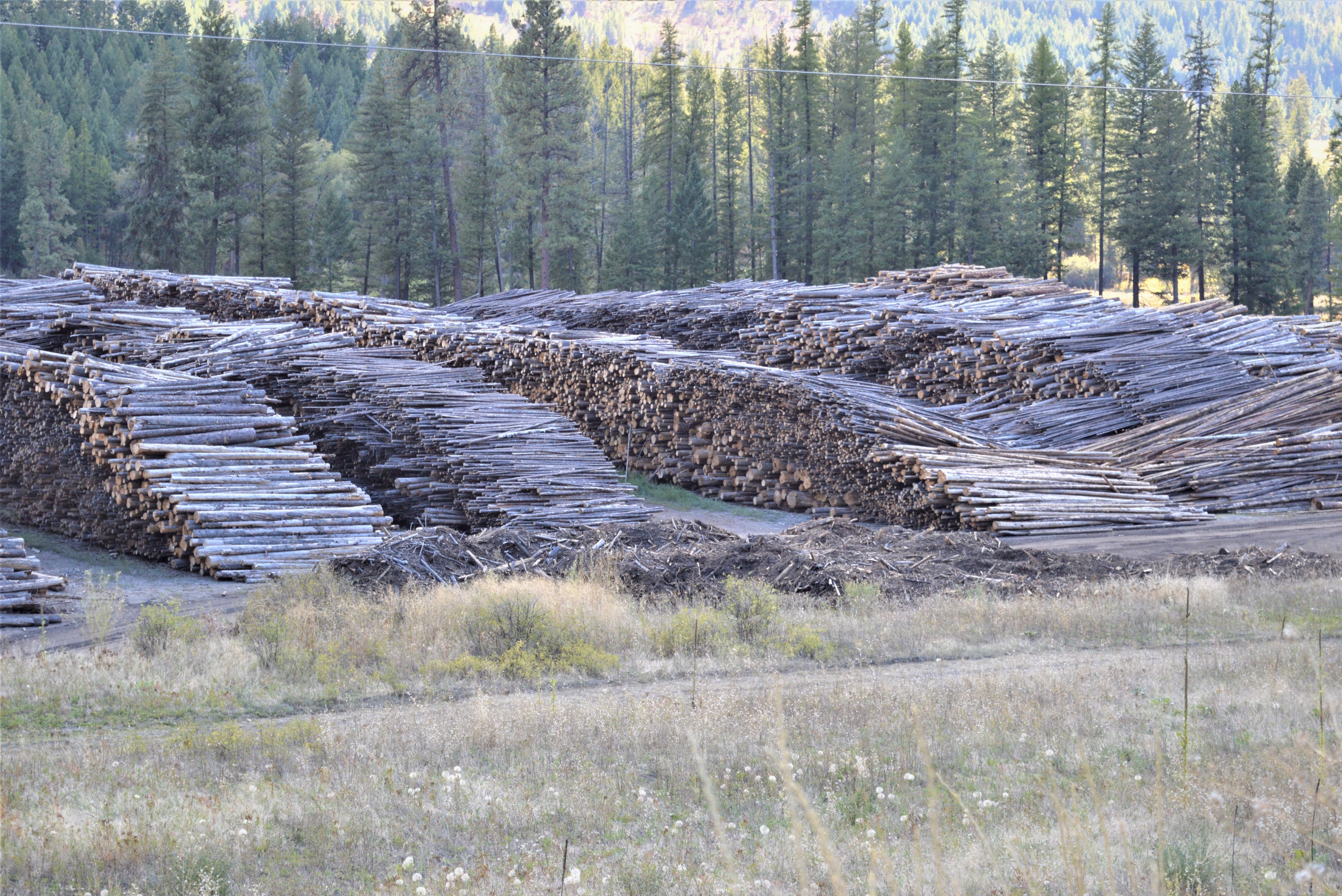 image of harvested low quality timber