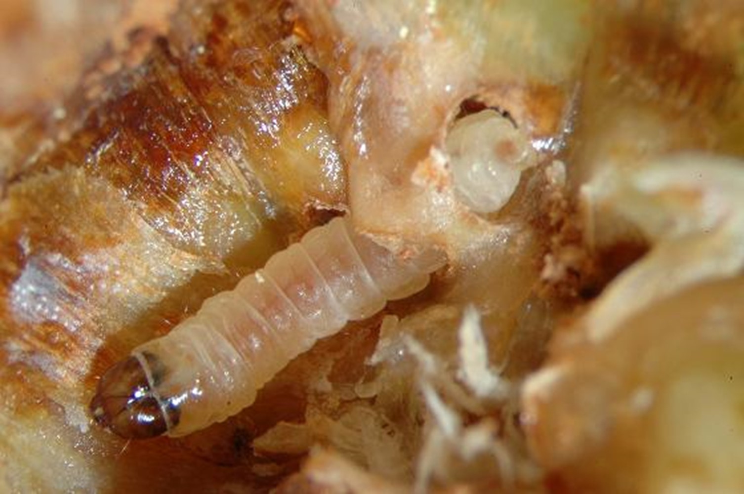 A photo of a translucent light-orange larva with a dark head.