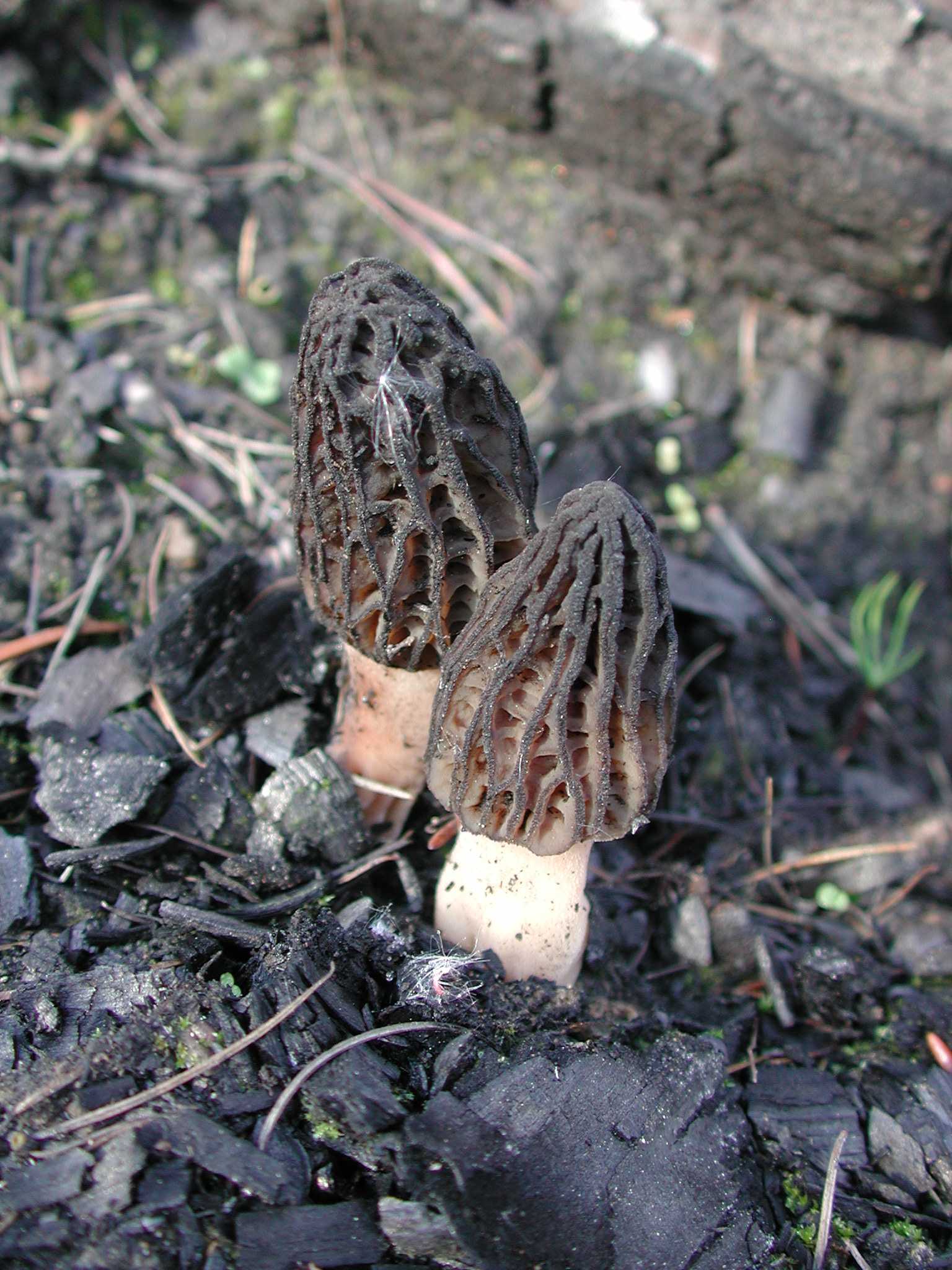 Myra Canyon fire morel mushrooms.