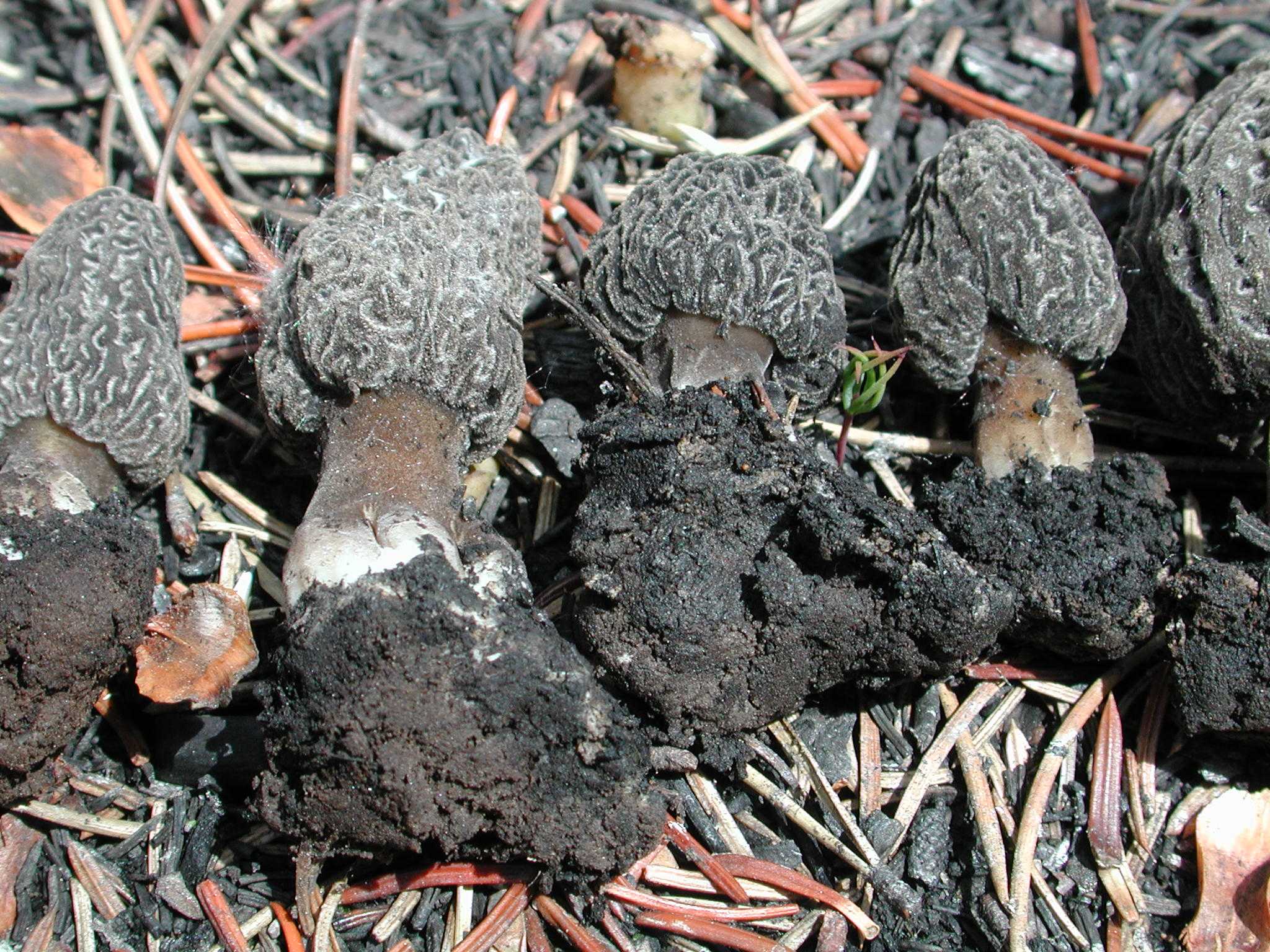 Grey fire morels often appear in greater-than-normal quantities in areas where wildfires have occurred.