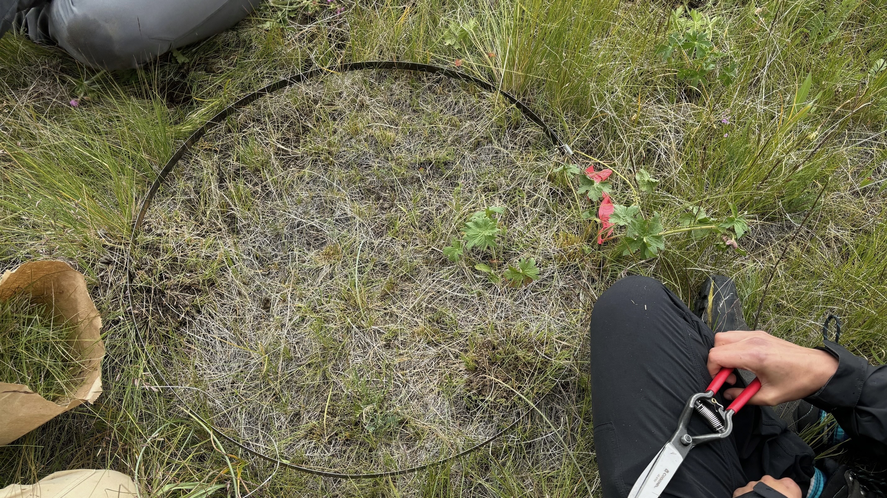 Sample plot for rangeland clipping consists of 0.25 m square hoop. Palatable species are clipped, dried, and measured.