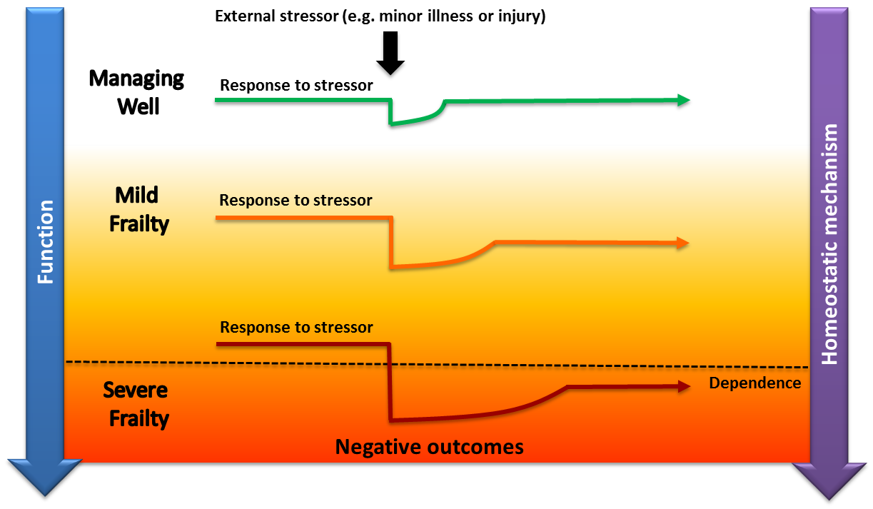 Figure 1: Vulnerability of frail older adults to external stressors