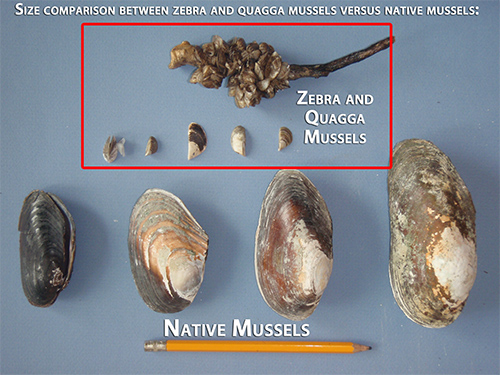 Invasive mussels comparison 