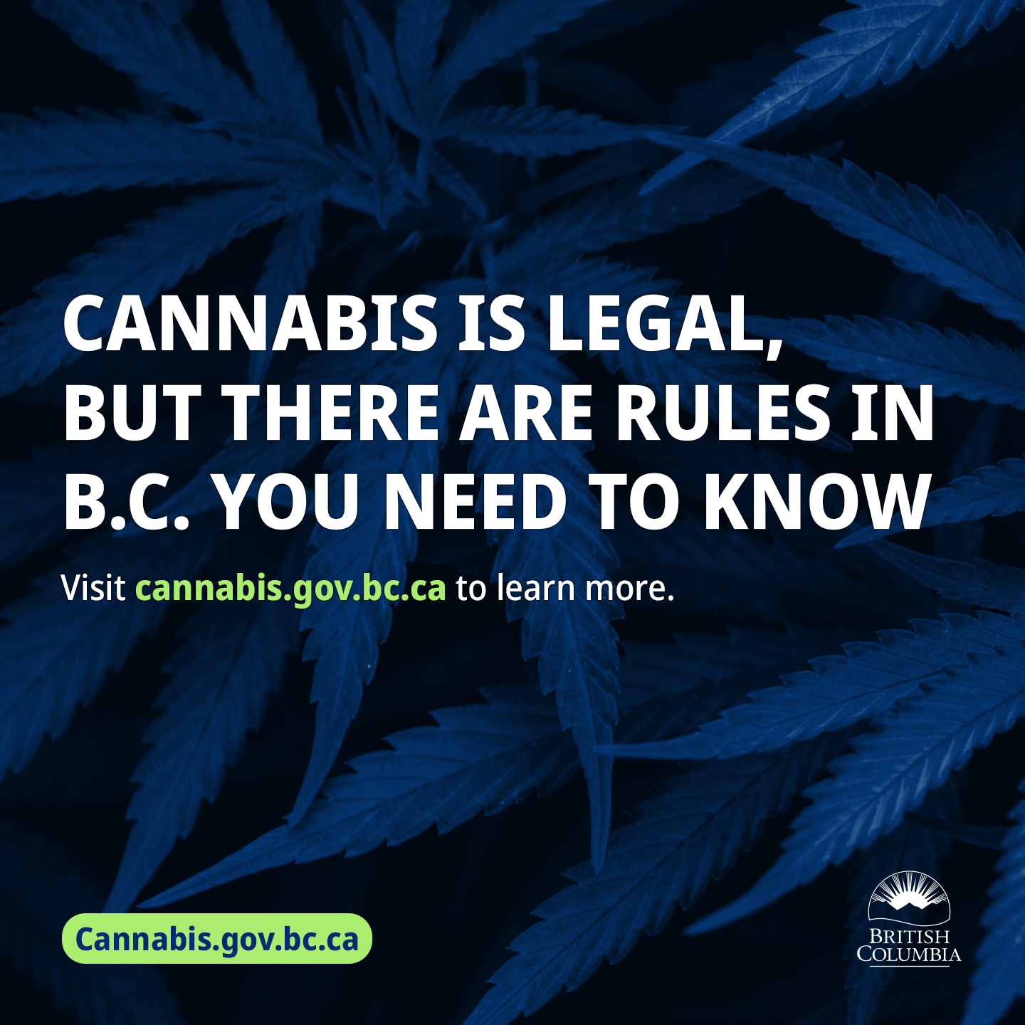 This image depicts cannabis leaves under a blue light. 