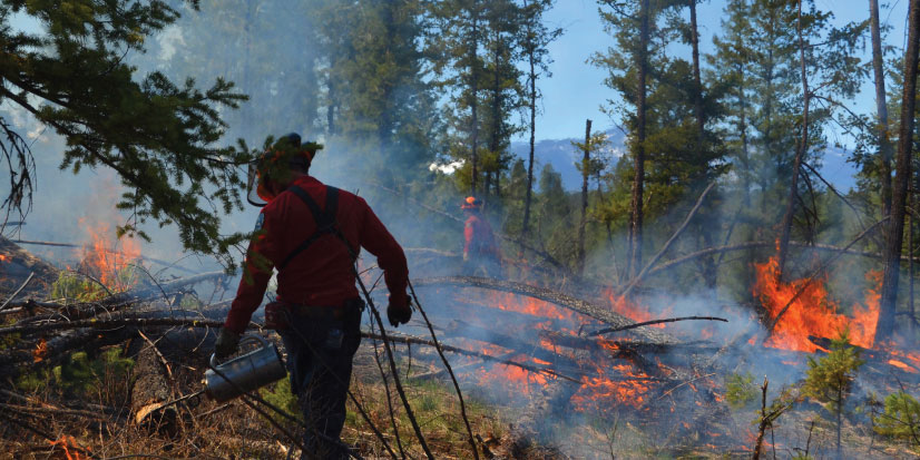 Photo of a prescribed burn