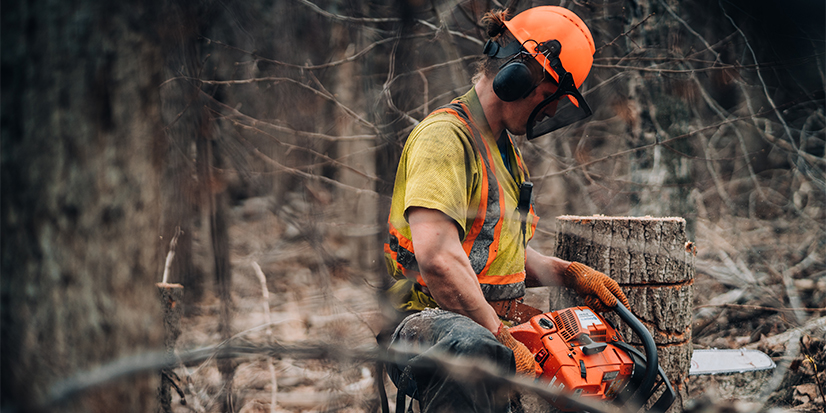 Forest worker cutting tree stump with a chain saw.