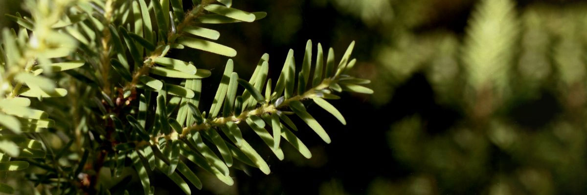 Close-up photo of a tree.