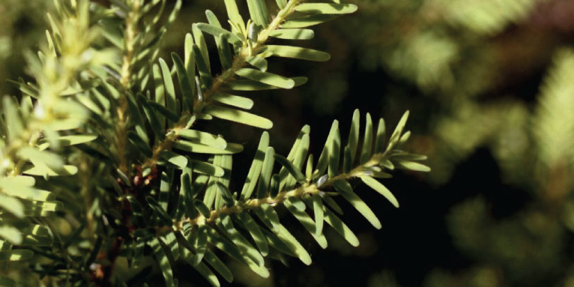 Close-up of a tree branch.