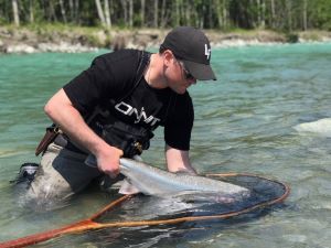 netted bull trout being released